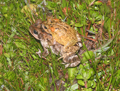 Incilius porteri