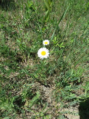 Leucanthemum vulgare