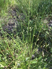 Carex longii