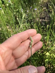 Carex longii