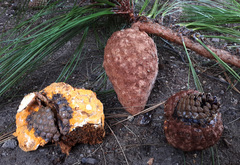 Cronartium conigenum