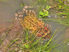 Incilius porteri