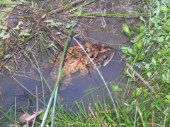 Incilius porteri
