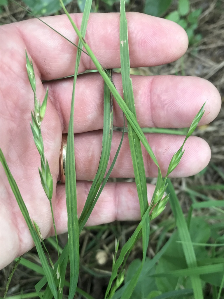 Rescue Brome from Bell, Texas, United States on June 06, 2021 at 11:15 ...