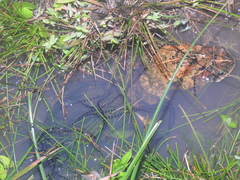 Incilius porteri