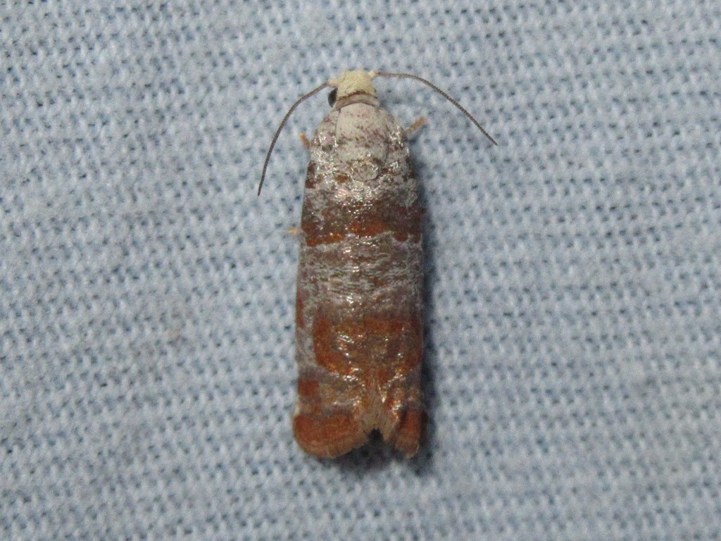 Pitch Twig Moth