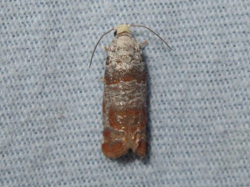 Pitch Twig Moth