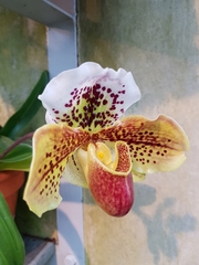 Paphiopedilum