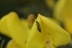 Micropterix aruncella