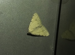 Lepidoptera