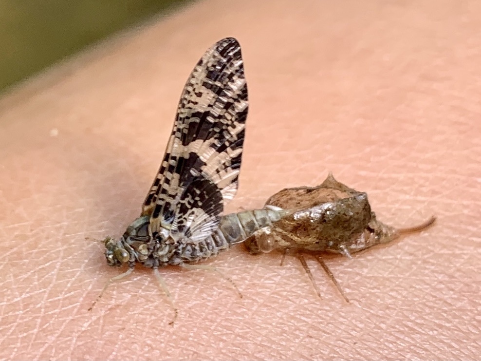 Baetisca
