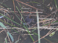 Hypopachus guancasco