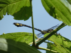 Gomphurus