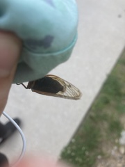 Magicicada cassinii