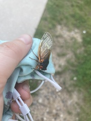 Magicicada cassinii
