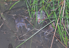 Hypopachus guancasco