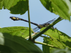 Gomphurus