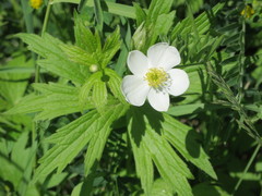 Anemonastrum canadense