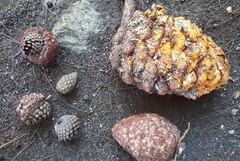 Cronartium conigenum