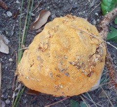 Cronartium conigenum