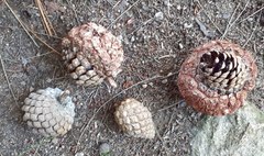 Cronartium conigenum