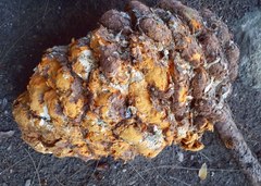 Cronartium conigenum