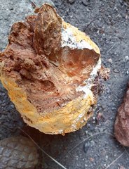 Cronartium conigenum