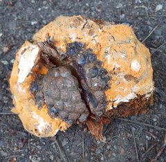 Cronartium conigenum