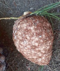 Cronartium conigenum