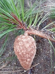 Cronartium conigenum