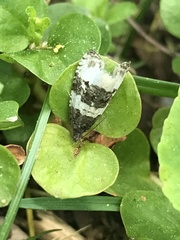 Pseudosciaphila duplex