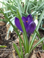 Crocus vernus