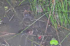 Hypopachus guancasco