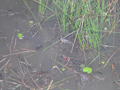 Hypopachus guancasco