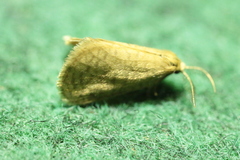 Bijugis bombycella