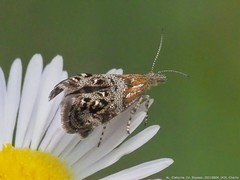 Tebenna gnaphaliella