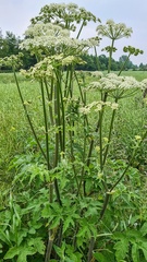 Heracleum sphondylium
