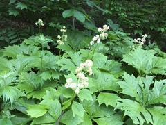 Rodgersia podophylla