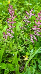 Fumaria officinalis