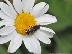 Dianthidium curvatum curvatum