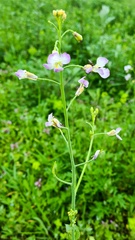 Raphanus sativus