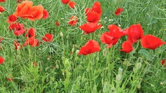 Papaver rhoeas
