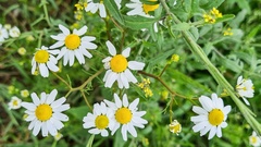 Tripleurospermum inodorum