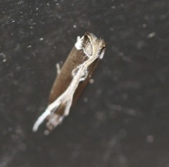 Chaliniastis astrapaea