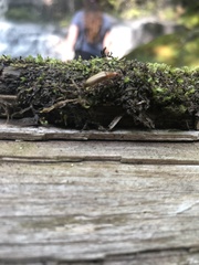 Cephaloon lepturides