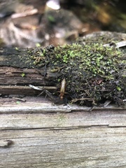 Cephaloon lepturides