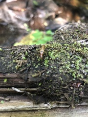 Cephaloon lepturides