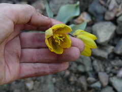 Fritillaria glauca