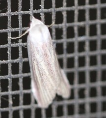 Prionopterina grammatistis