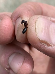 Camponotus hyatti